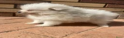 Pomerania perros en venta: Pomerania Mini Toy Blanco y Crema Calidad Top - Anuncio 4