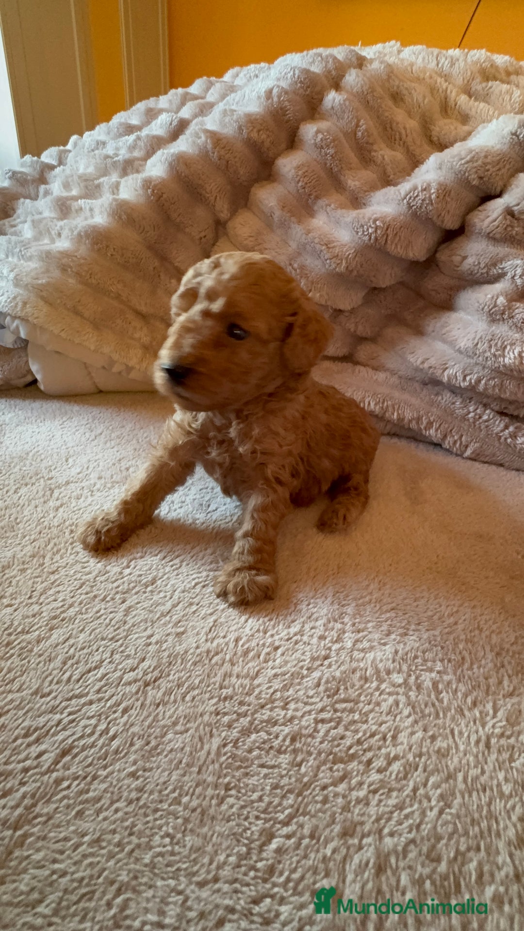 Caniche Toy perros en venta: Precioso cachorro Caniche Toy Rojo - Anuncio 5