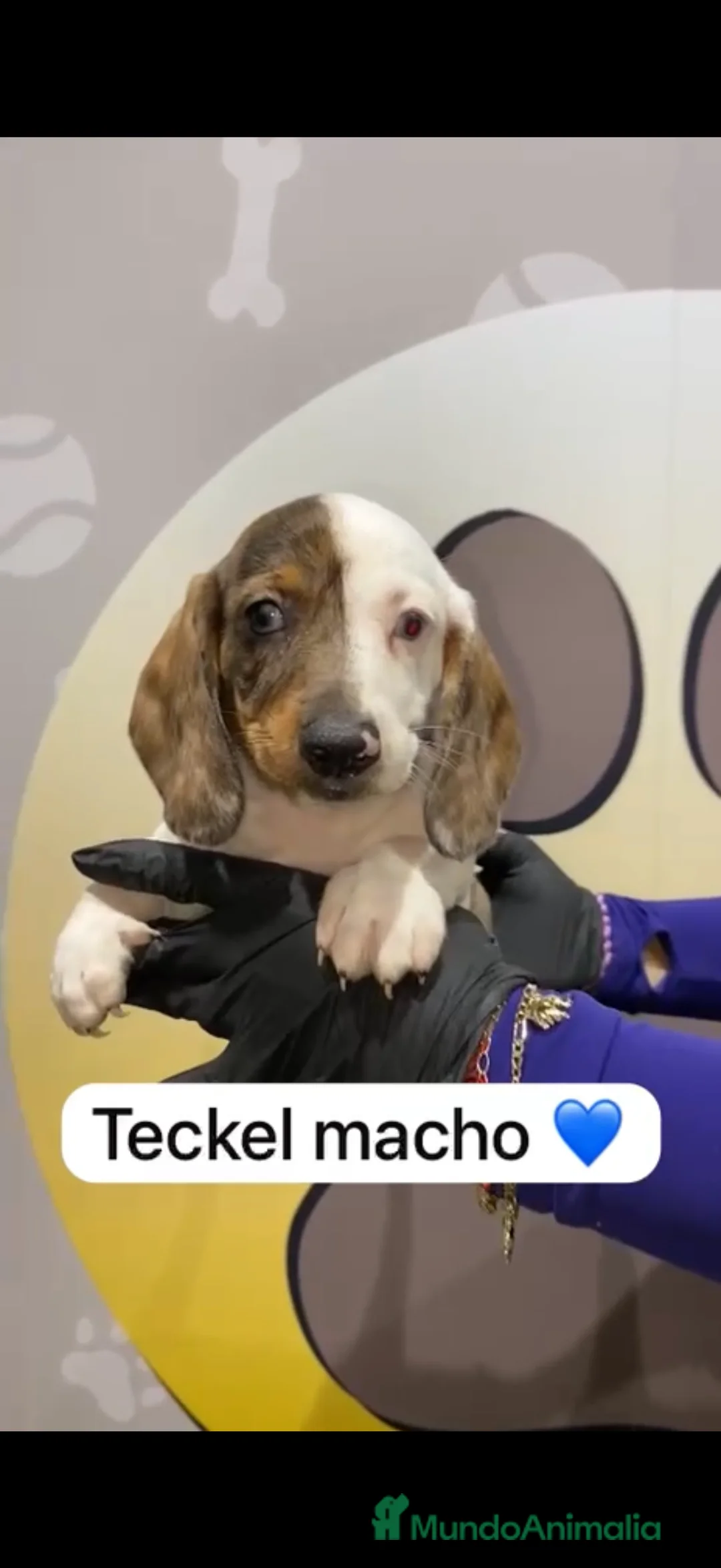 Teckel perros en venta: Teckel arlequín precioso - Anuncio 1