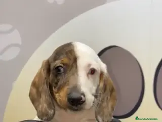 Teckel perros Teckel arlequín precioso - Anuncio 2