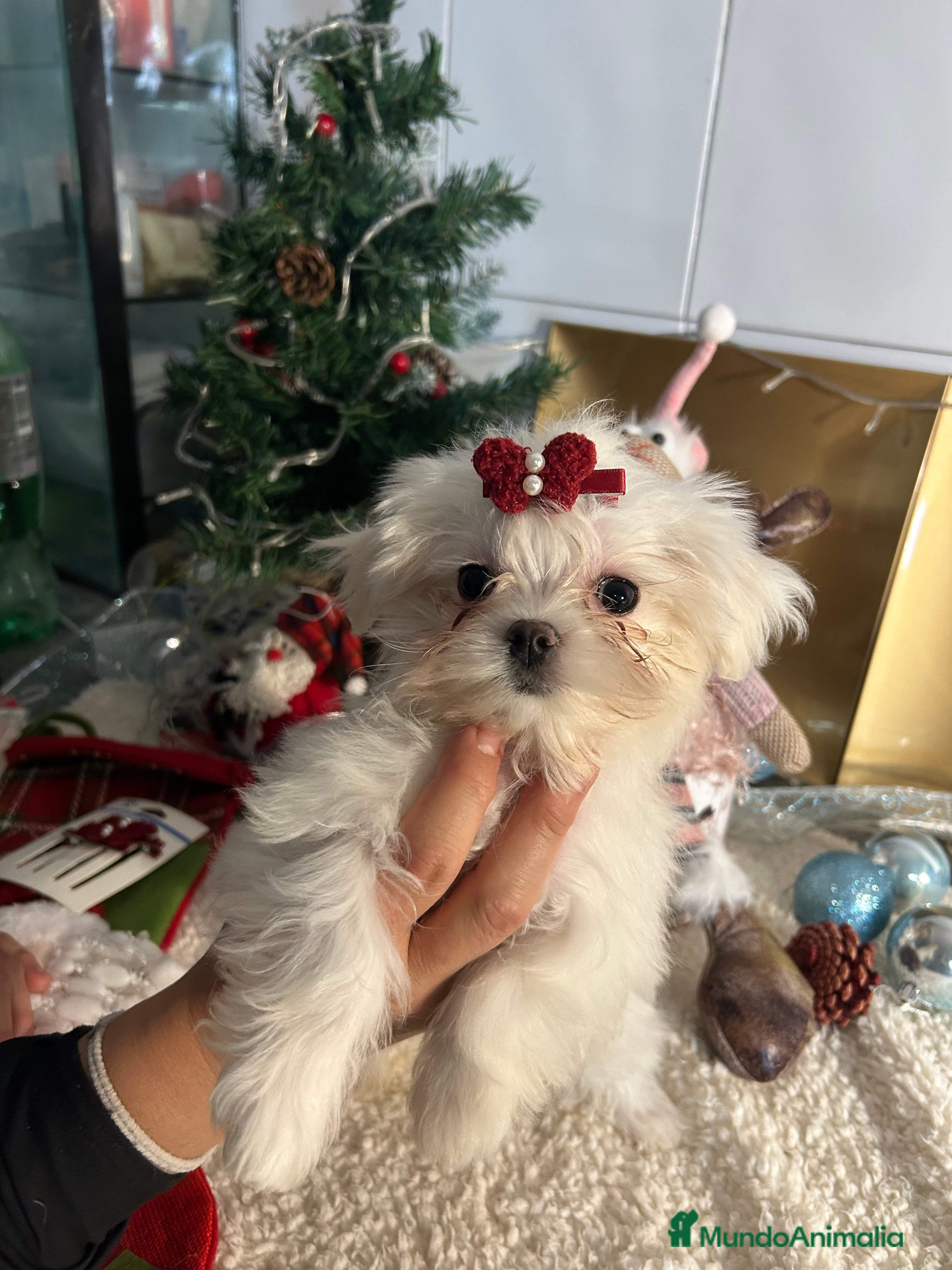 Bichón Maltés perros Bichón maltés línea coreana  - Anuncio 2