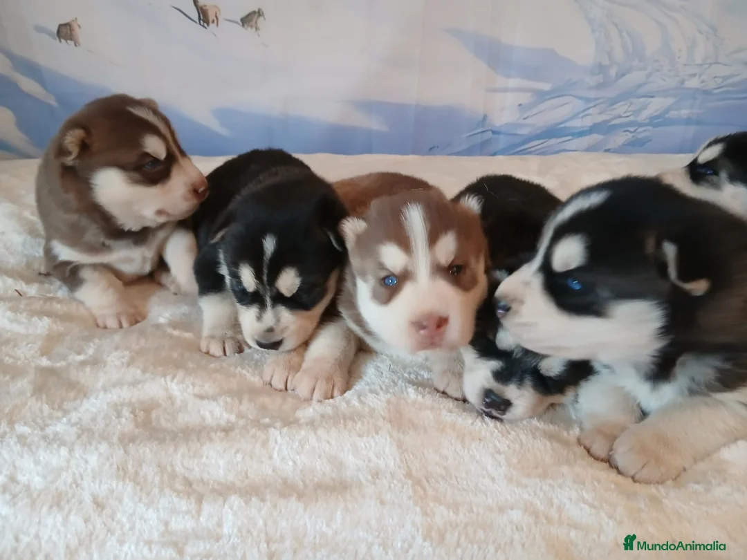 Husky Siberiano perros en venta: Sinerian Husky  - Anuncio 3