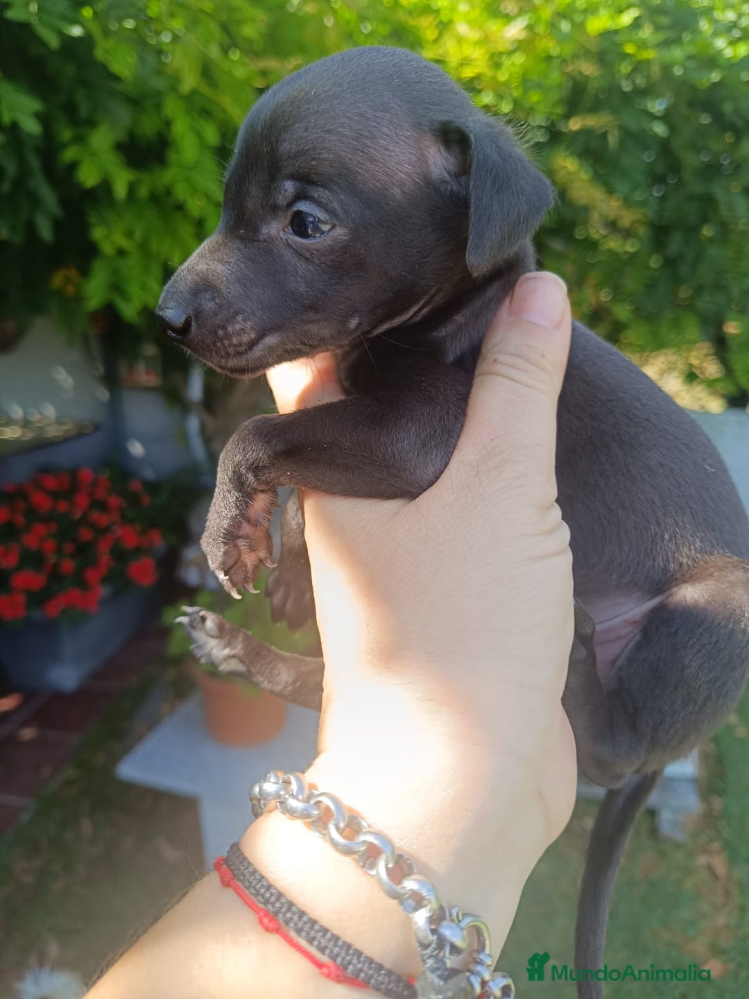 Pequeño Lebrel Italiano perros en venta: Piccolo lebrel  - Imagen 2