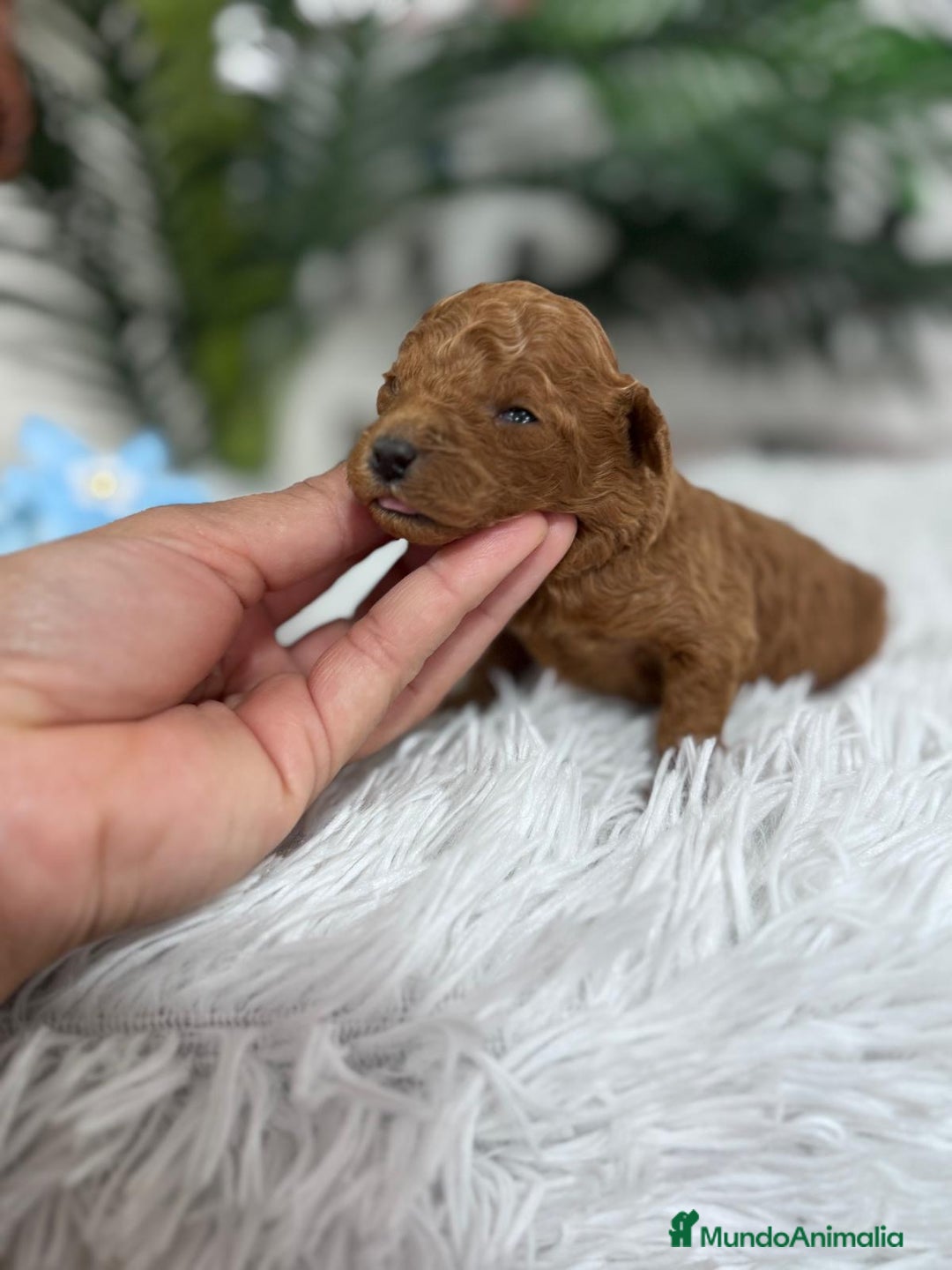 Caniche Toy perros en venta: CANICHE TOY - Anuncio 5