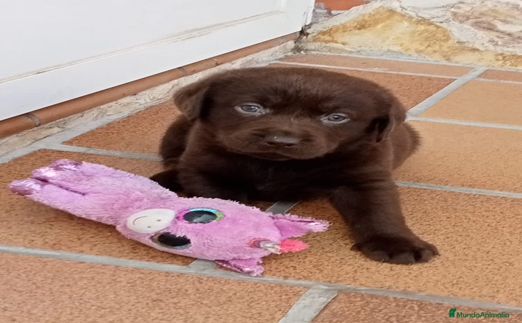Labrador Retriever perros - Propaganda 9