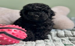 Caniche Toy perros en venta: CANICHE TOY NEGROS DISPONIBLES - Imagen 4