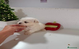 Bichón Maltés perros en venta: Bichón maltes toy - Imagen 3