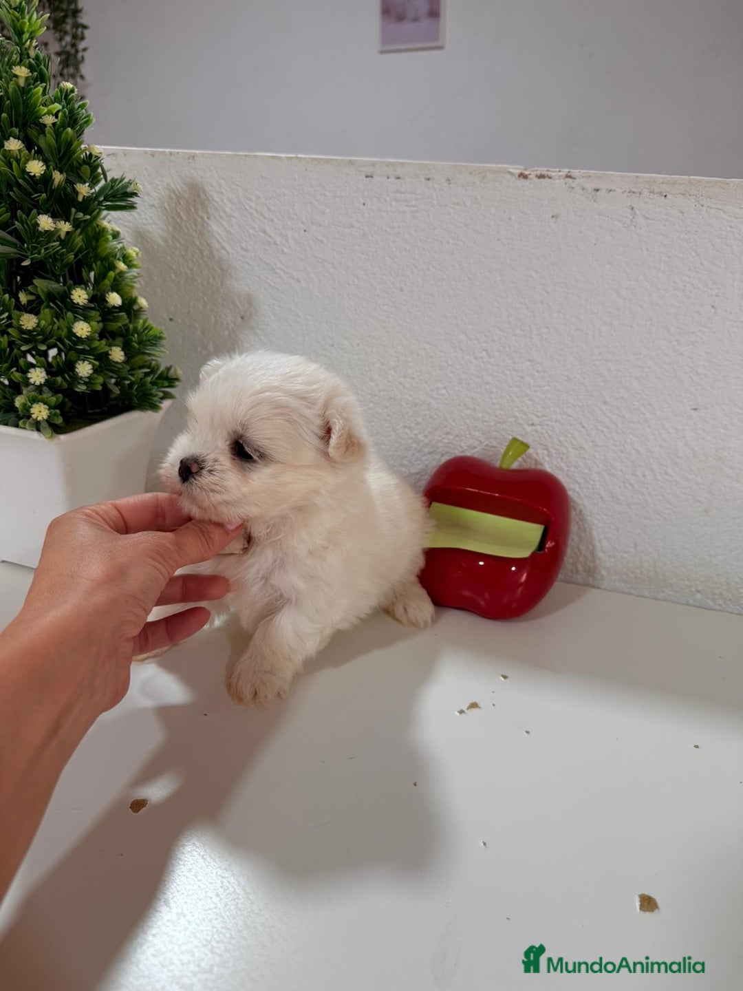 Bichón Maltés perros en venta: Bichón maltes toy - Imagen 3