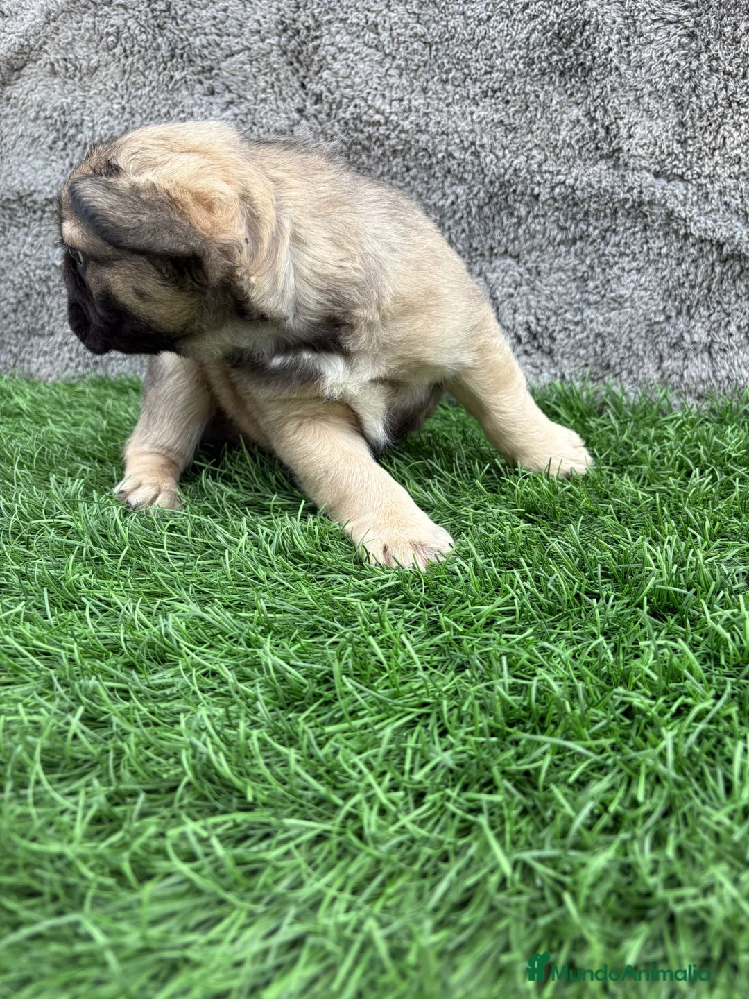 Bulldog Francés perros en venta: Bulldog Frances macho fluffy Fawn - Anuncio 13