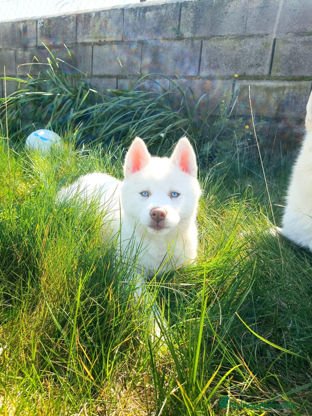 Husky Siberiano perros en venta: Husky Siberiano exclusivos - Anuncio 5
