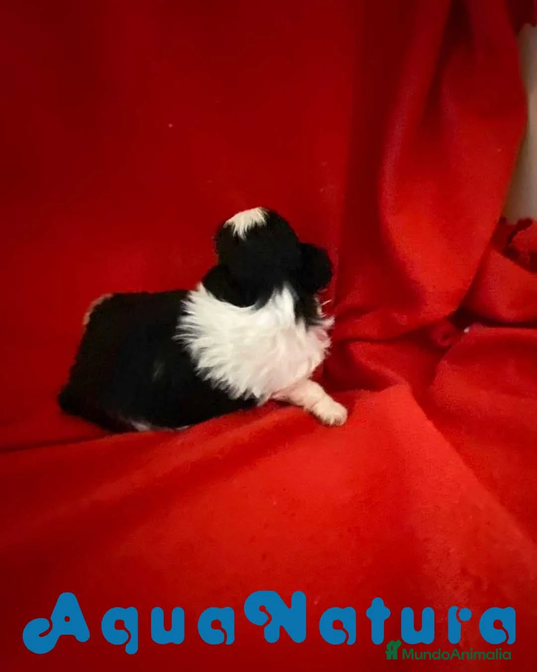 Shih Tzu perros en venta: Shih Tzu Hembra 2 de Ada y Newman AQUANATURA - Anuncio 3