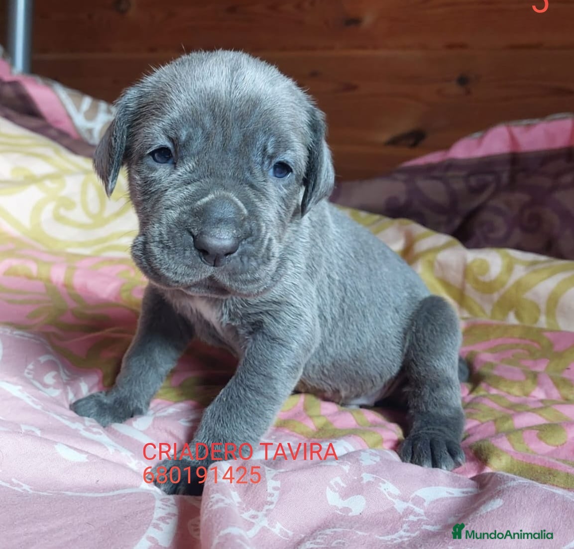 Cane Corso perros Mastin Napolitano - Anuncio 1