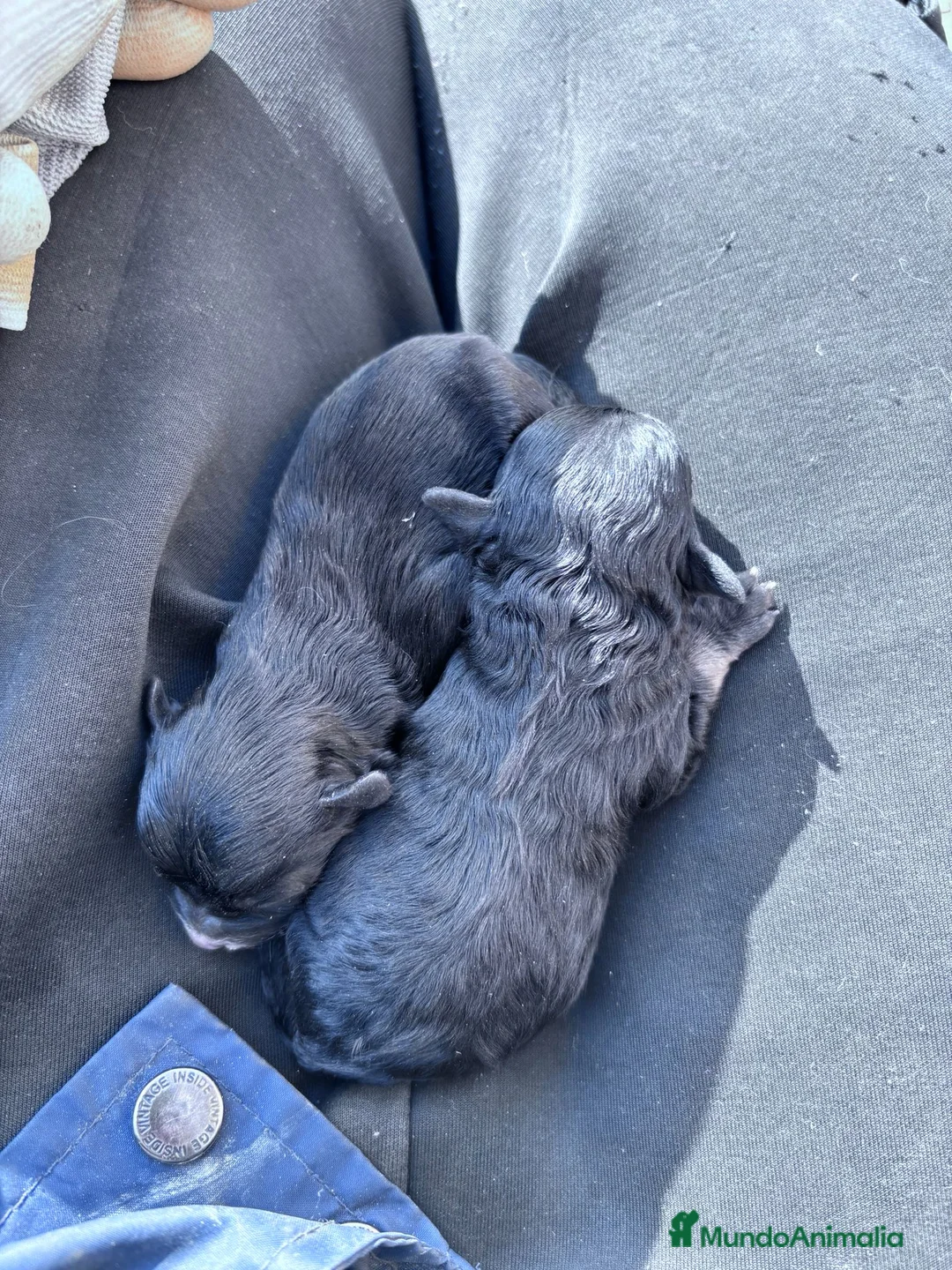 Maltipoo perros en venta: MALTIPOO - Anuncio 4