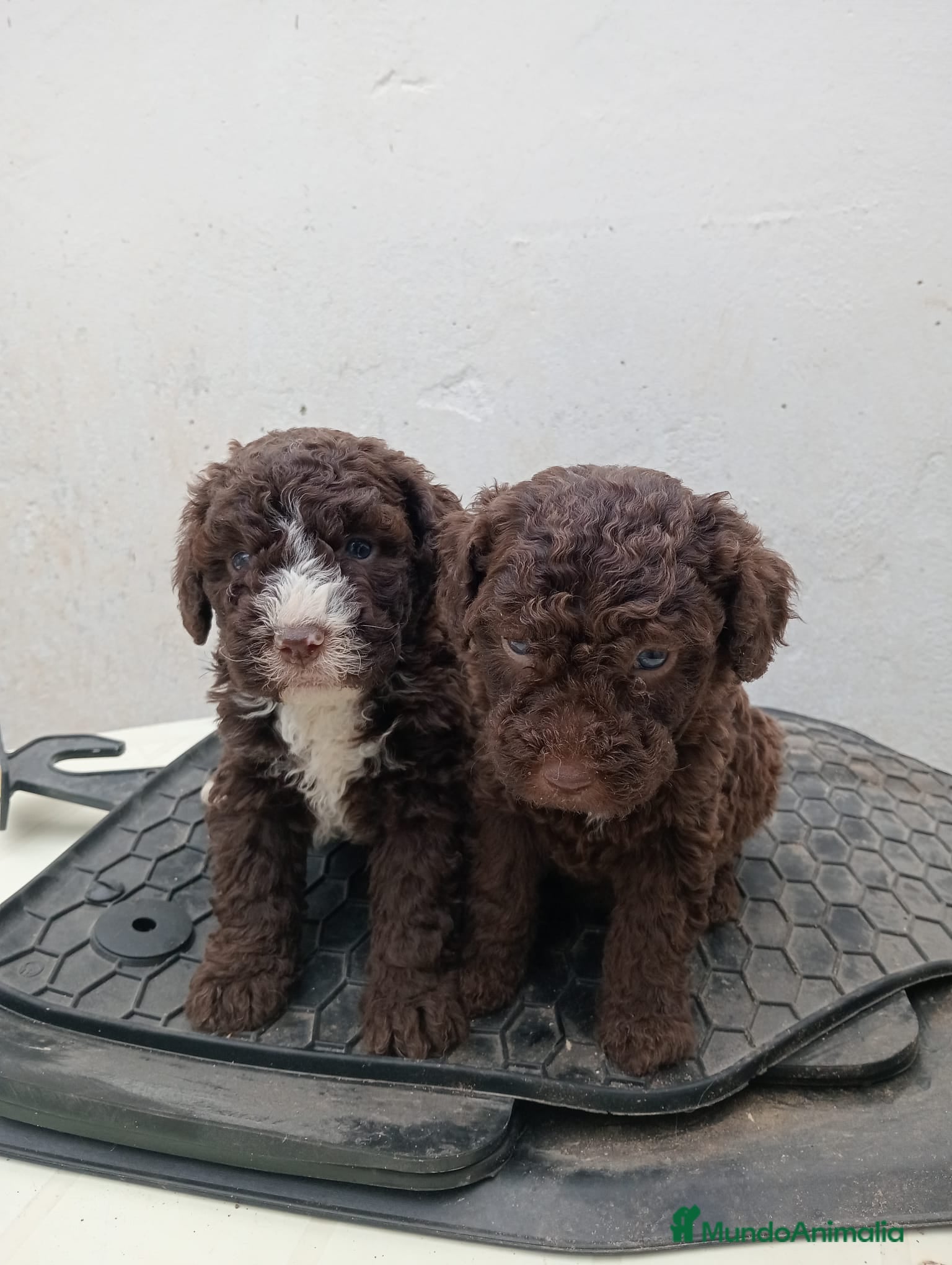 Perro de Agua Español perros Perro de agua Español  - Anuncio 20