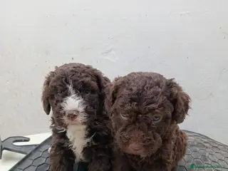 Perro de Agua Español perros Perro de agua Español - Anuncio 20