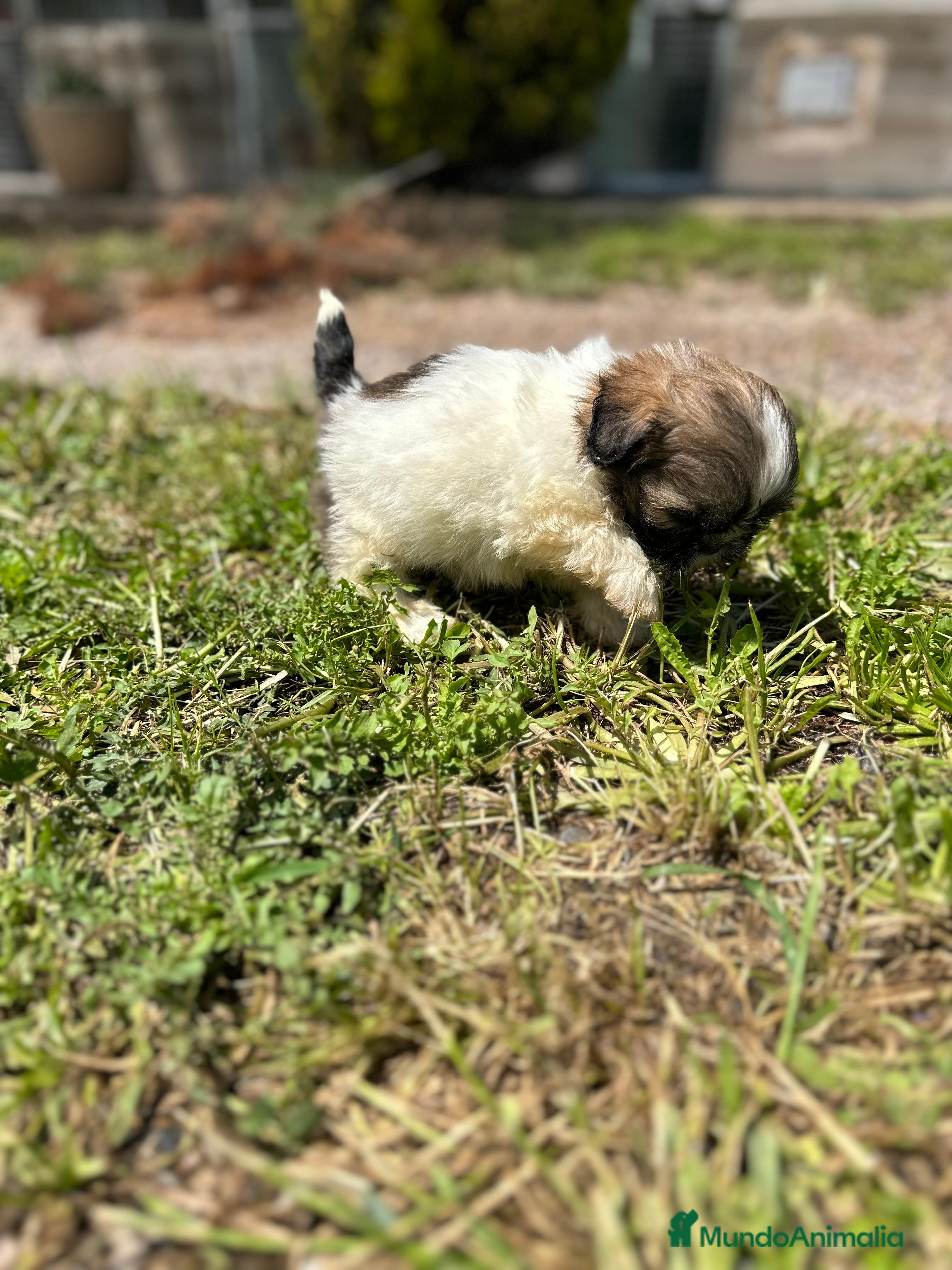 Shih Tzu perros SHIH TZU HEMBRA DISPONIBLE en Barcelona - Anuncio 2