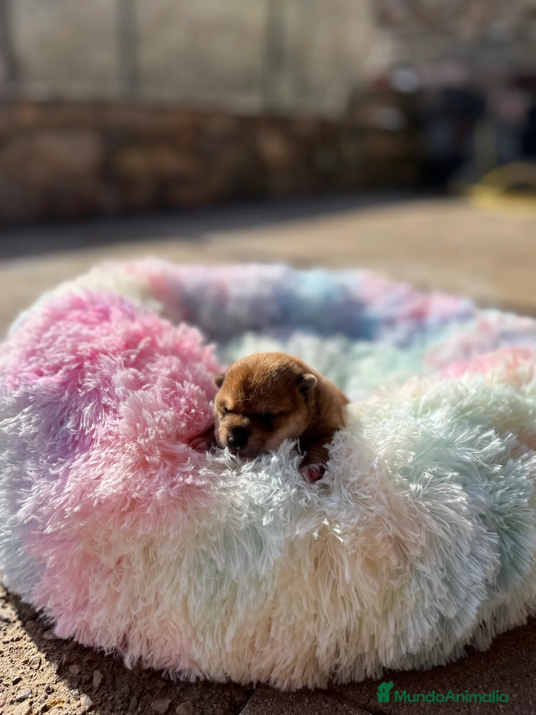 Shiba Inu perros en venta: Shiba inu bebé 🐣 - Anuncio 4