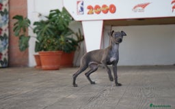 Pequeño Lebrel Italiano perros en venta: 🌟 Sirius y Selena – Galgos italianos blue 🐾 - Imagen 8