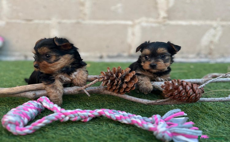 Yorkshire Terrier perros - Anuncio 1