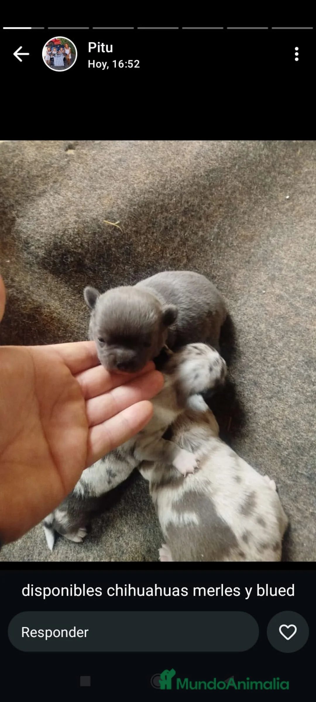 Chihuahua perros en venta: Chihuahua color exóticos Toy  - Anuncio 3