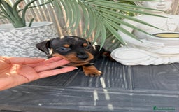 Teckel Miniatura perros en venta: Teckel me Miniatura - Imagen 2