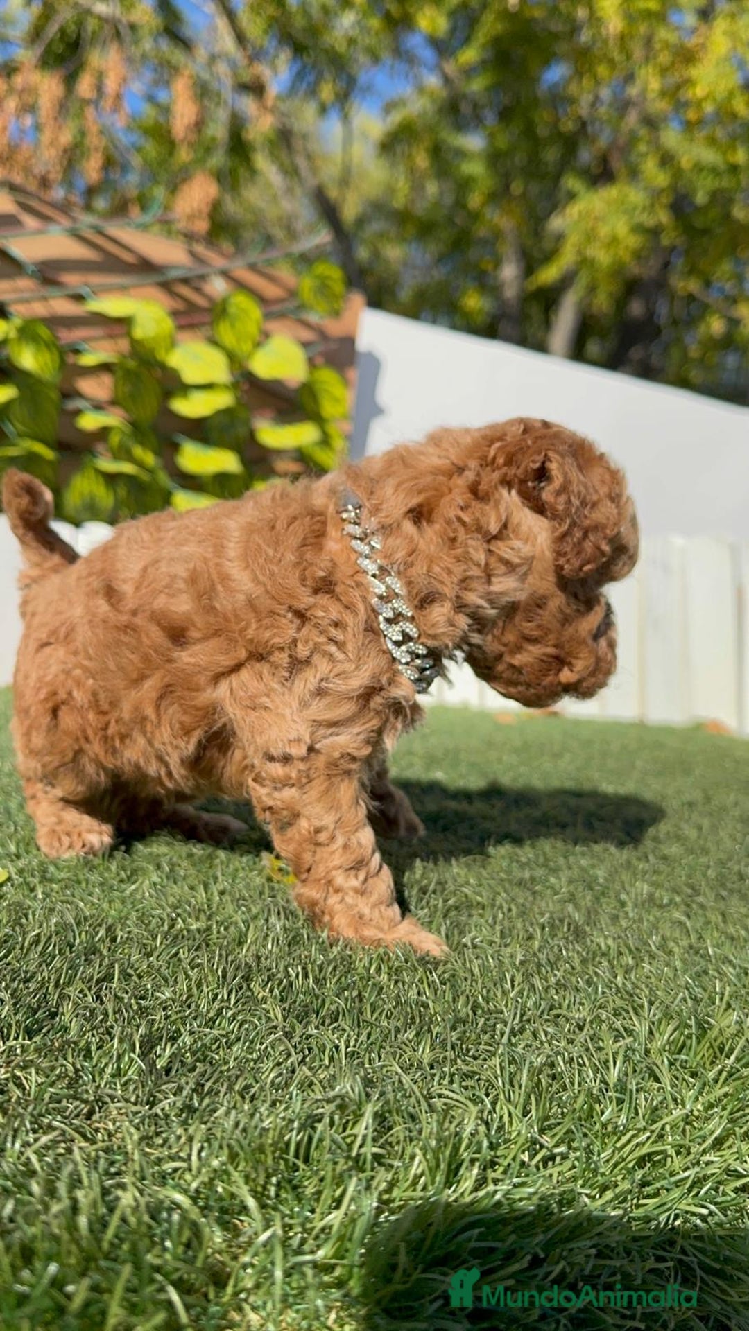 Caniche Toy perros en venta: CANICHE TOY MACHO - Anuncio 8