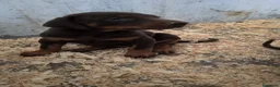 Dobermann perros en venta: Último macho doberman  - Anuncio 3
