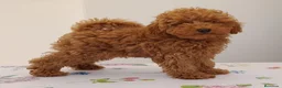 Caniche Toy perros en venta: Cachorro de Caniche Toy Leonado (Rojo/Apricot) - Anuncio 2