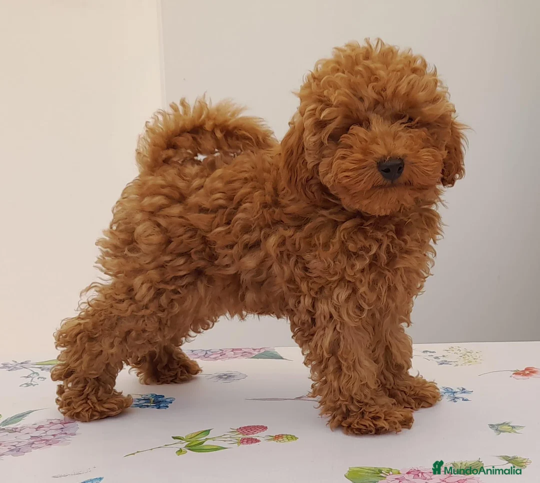 Caniche Toy perros en venta: Cachorro de Caniche Toy Leonado (Rojo/Apricot) - Anuncio 2
