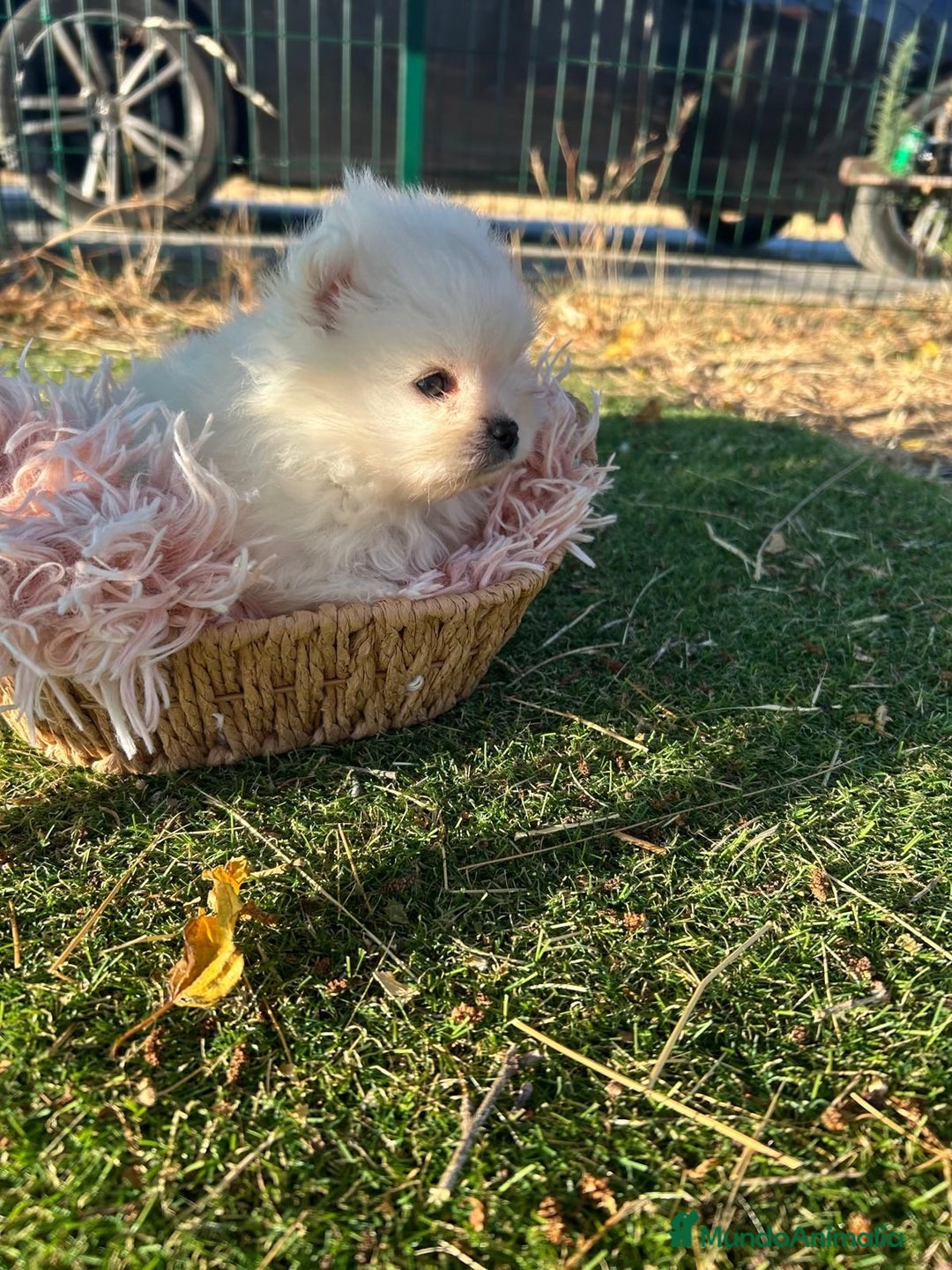 Pomerania perros en venta: Pomerania top del Valle  - Imagen 2