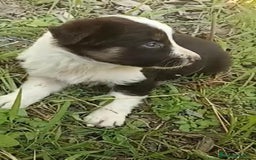 Border Collie perros en venta: Border collie chocolate hembra - Imagen 7
