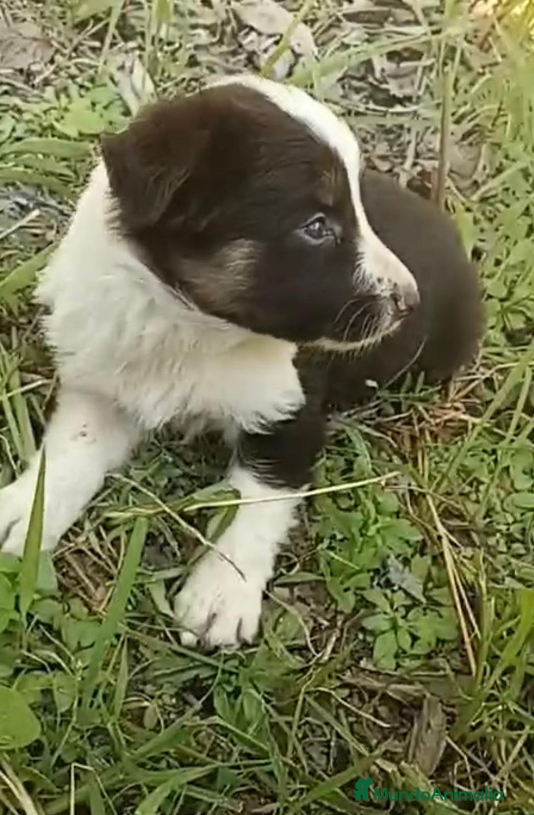 Border Collie perros en venta: Border collie chocolate hembra - Imagen 7
