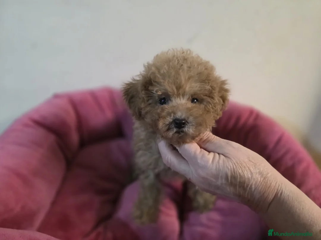 Caniche Toy perros en venta: Cachorrita Caniche toy apricot - Anuncio 1