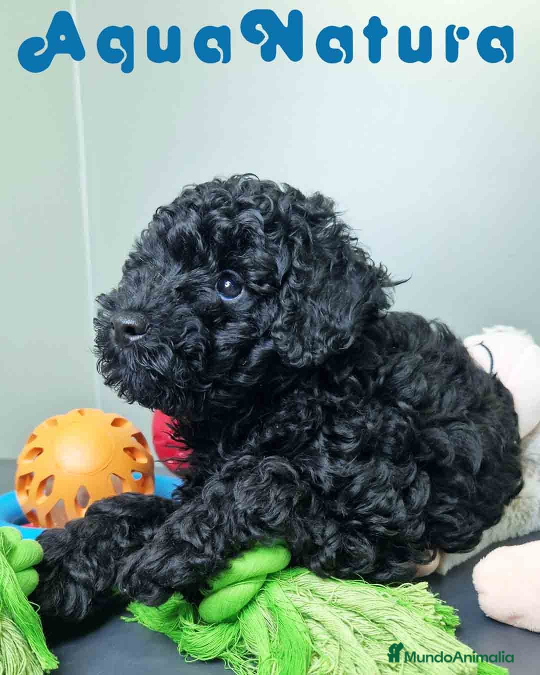 Caniche Enano perros en venta: Caniche Macho CJMM 4807 AQUANATURA - Imagen 2