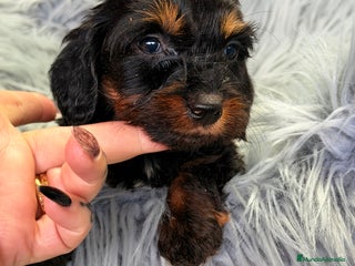 Teckel Miniatura perros Teckel pelo largo Kaninchen - Anuncio 4