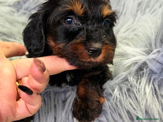 Teckel Miniatura perros Teckel pelo largo Kaninchen - Anuncio 31