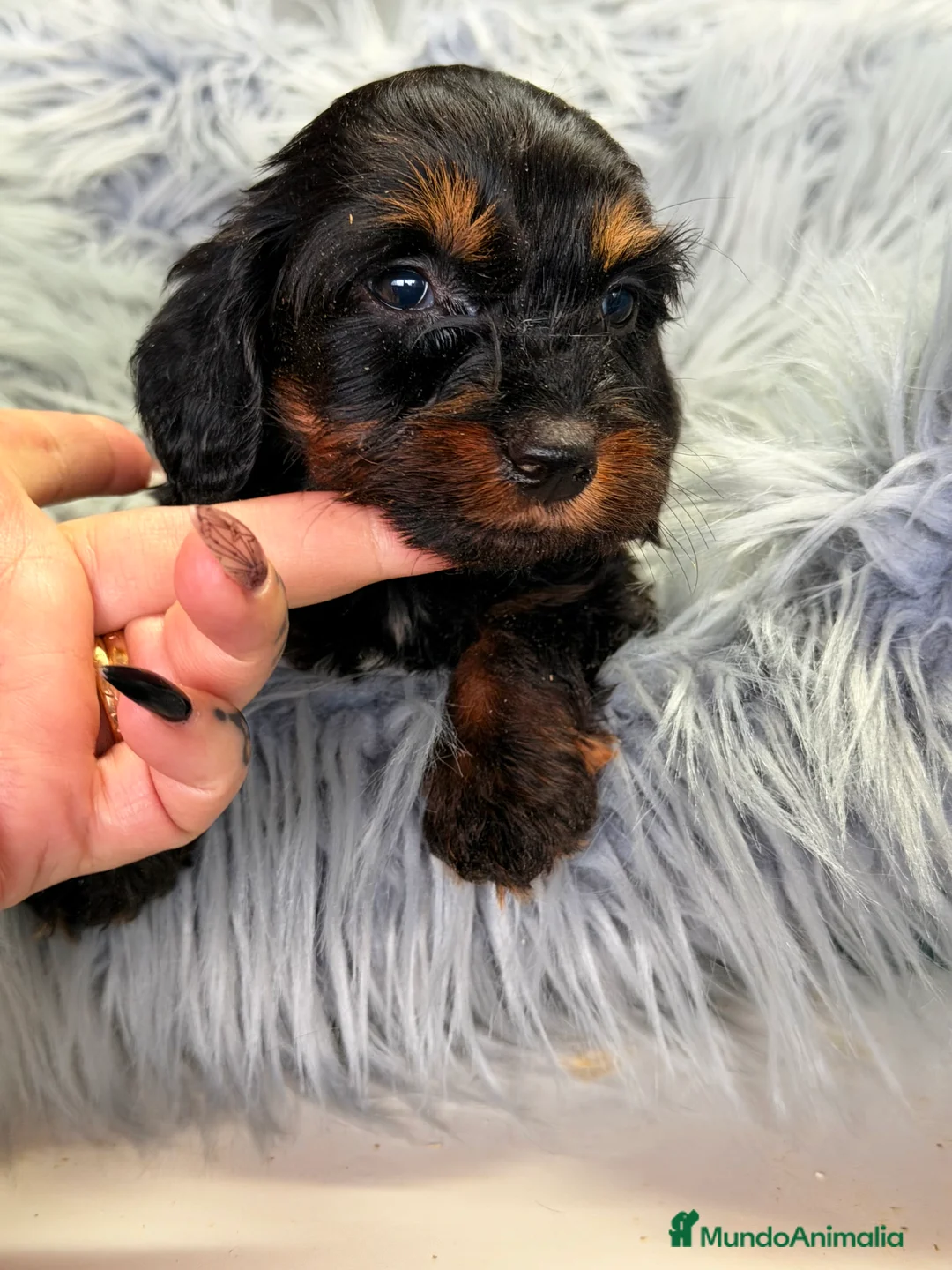 Teckel Miniatura perros en venta: Teckel pelo largo Kaninchen  - Anuncio 1