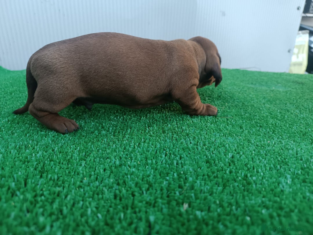 Teckel perros en venta: Teckel kanichen  - Anuncio 3