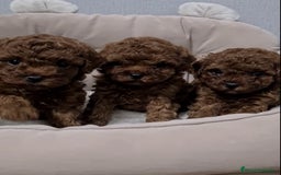 Caniche Toy perros en venta: Cachorros caniche toy asiáticos  - Anuncio 3