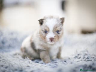 Pomsky perros Pomsky F5 - Anuncio 16