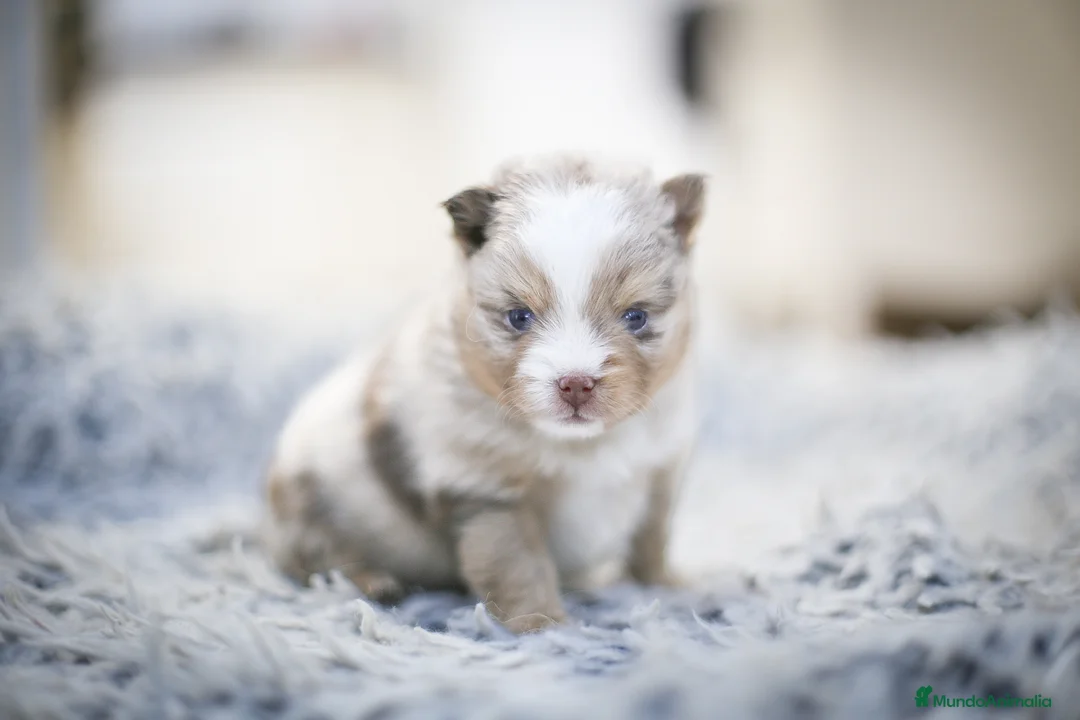 Pomsky perros en venta: Pomsky F5 - Anuncio 6