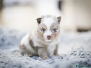 Pomsky perros Pomsky F5 - Anuncio 24