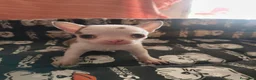 Chihuahua perros en venta: Chihuahua Toy - Anuncio 4