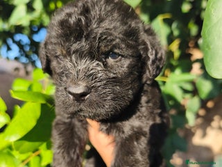 Labradoodle perros Labradoodle f1 - Anuncio 2