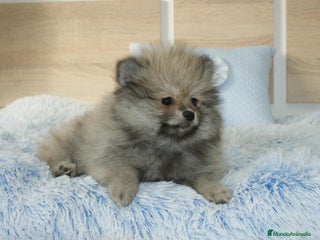 Pomerania perros - Anuncio 3