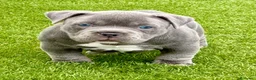 American Bully perros en venta: Camada American Bully  - Anuncio 6