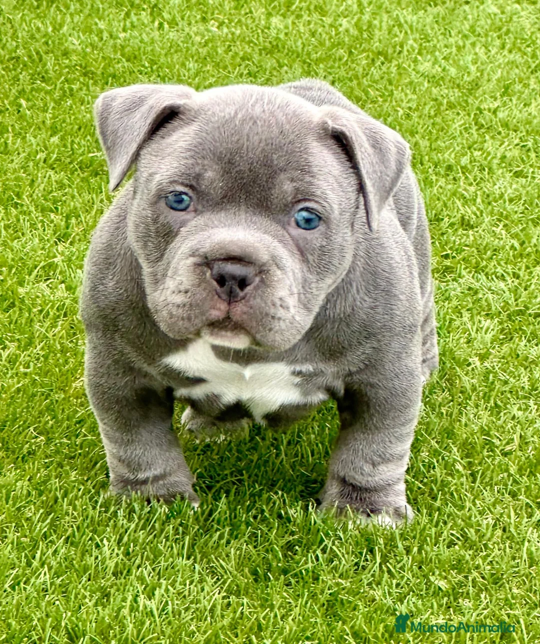 American Bully perros en venta: Camada American Bully  - Anuncio 6