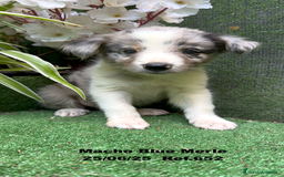 Border Collie perros en venta: BORDER COLLIE DE VILLA BIZNAGA - Imagen 22