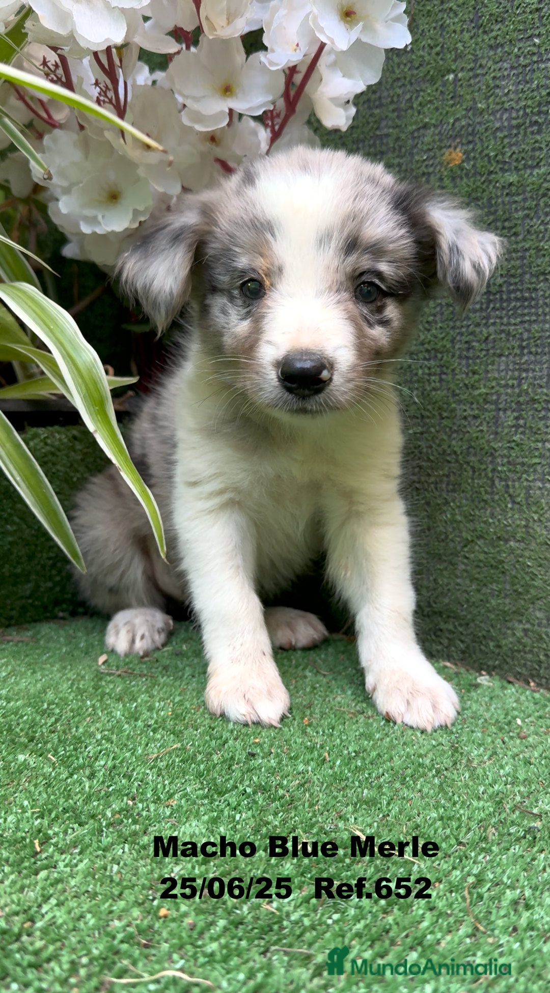 Border Collie perros en venta: BORDER COLLIE DE VILLA BIZNAGA - Imagen 22