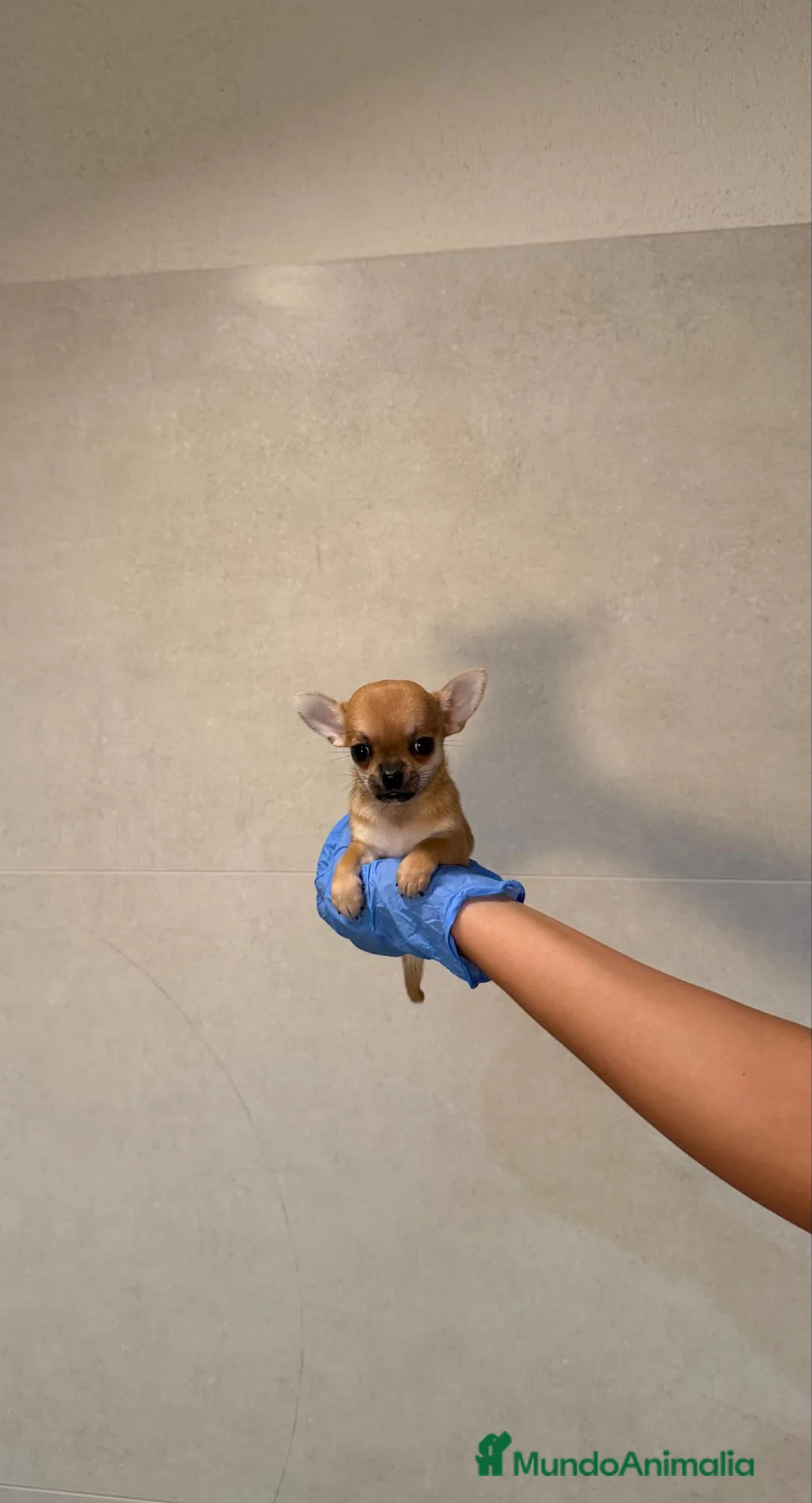 Chihuahua perros en venta: CHIHUAHUA MINI - 🐶 DOS CACHORROS - Anuncio 2